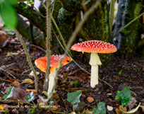 herbst in der eifel